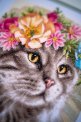FLOWER CROWN MAINE COON PN-0191867 LanArte вышивка крестом