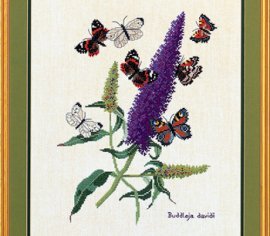 Butterflyplant 12-739 Eva Rosenstand