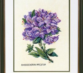 Rhododendron lilla \ Рододендрон лиловый 12-894 Eva Rosenstand
