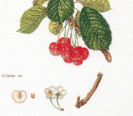 Flarance Cherry / Вишні T2058 Thea Gouverneur - Салон рукоділля></noscript>

</a>
</div>
          </div>
  
                <div class=