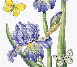 May Iris B7001 Luca-S></noscript>

</a>
</div>
          </div>
  
                <div class=