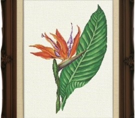 Bird Of Paradise BFAU002 BELLA FILIPINA ></noscript>

</a>
</div>
          </div>
  
                <div class=