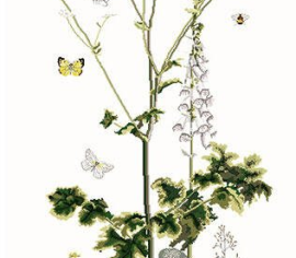 Heracleum Sibericum / Гераклеум T967 Thea Gouverneur - Салон рукоділля