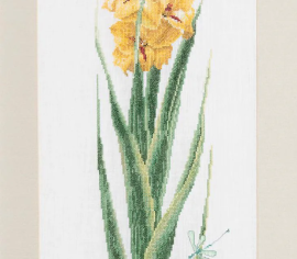 Gladioli Yellow / Жовтий гладіолус T3072A Thea Gouverneur - Салон рукоділля