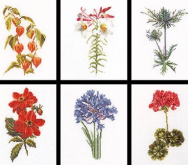 Six Floral Studies / Шість досліджень квітів T3082A Thea Gouverneur - Салон рукоділля