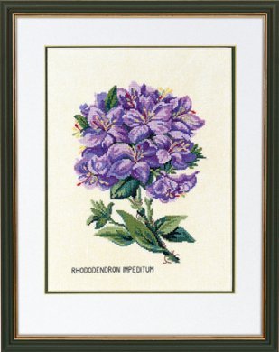 Rhododendron lilla \ Рододендрон лиловый 12-894 Eva Rosenstand
