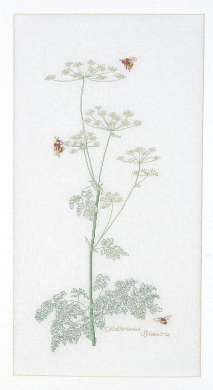 Cow Parsley / Петрушка T1067 Thea Gouverneur - Салон рукоділля